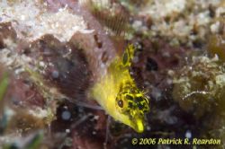 A diamond blenny bats her lashes and stikes a pose. by Patrick Reardon 